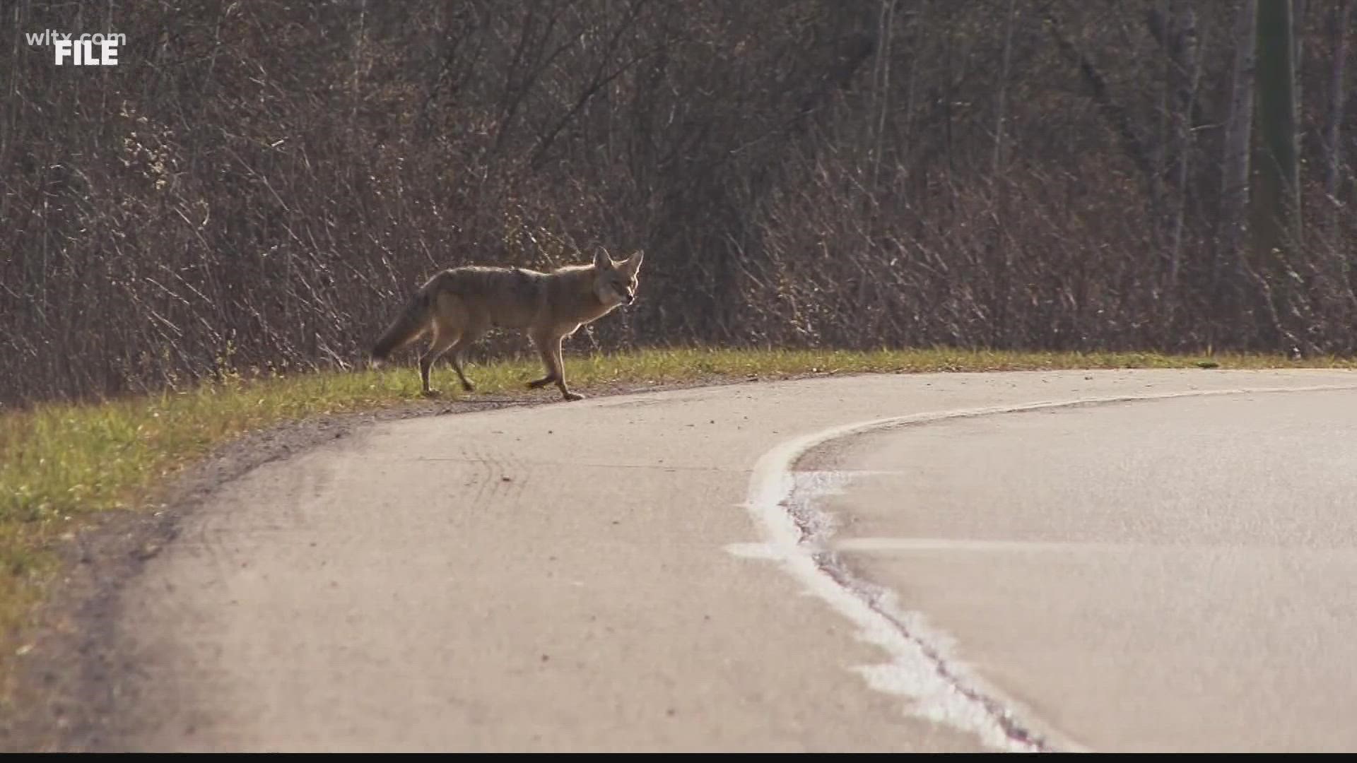 State wildlife leaders confirm the release of 16 tagged coyotes around the state. Any hunter who successfully reports one is rewarded a free lifetime license.