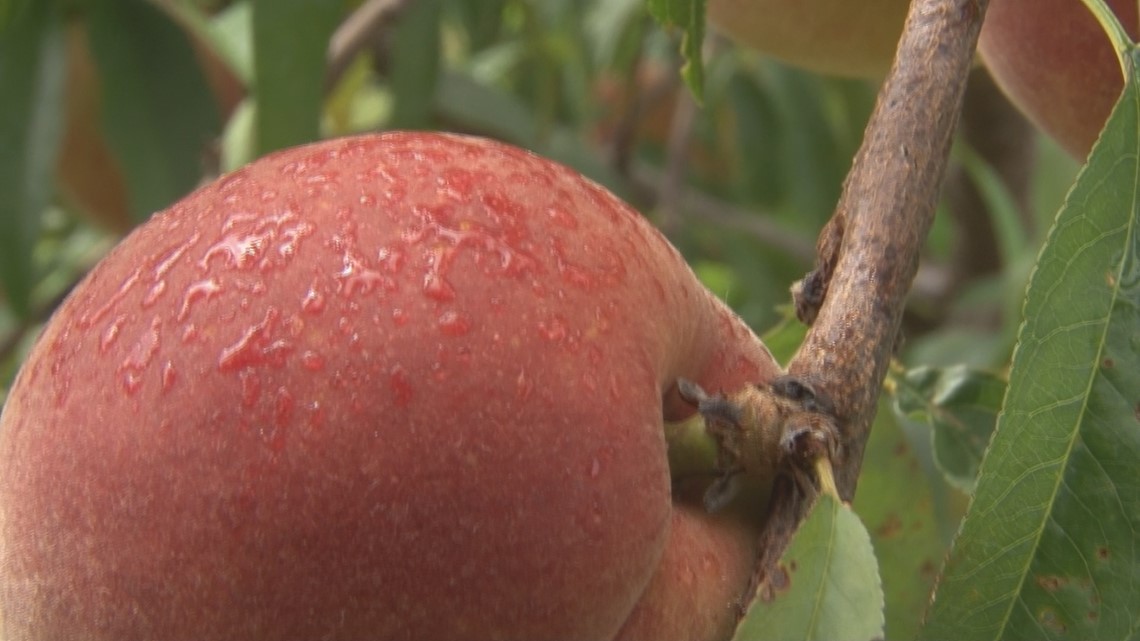 peach season begins