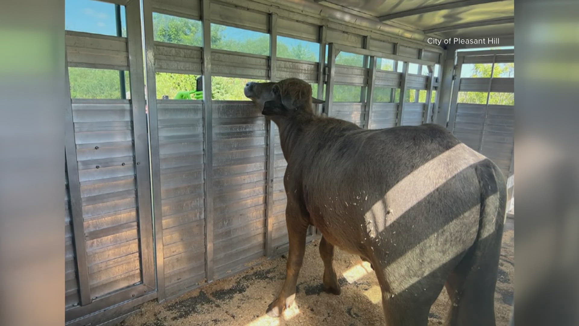 The search for a water buffalo that escaped from its owner Saturday in Pleasant Hill continues and officials are warning that the animal is aggressive. Via: WHO.