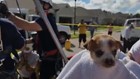 Winter Haven fire officials rescue puppy stuck in a storm drain