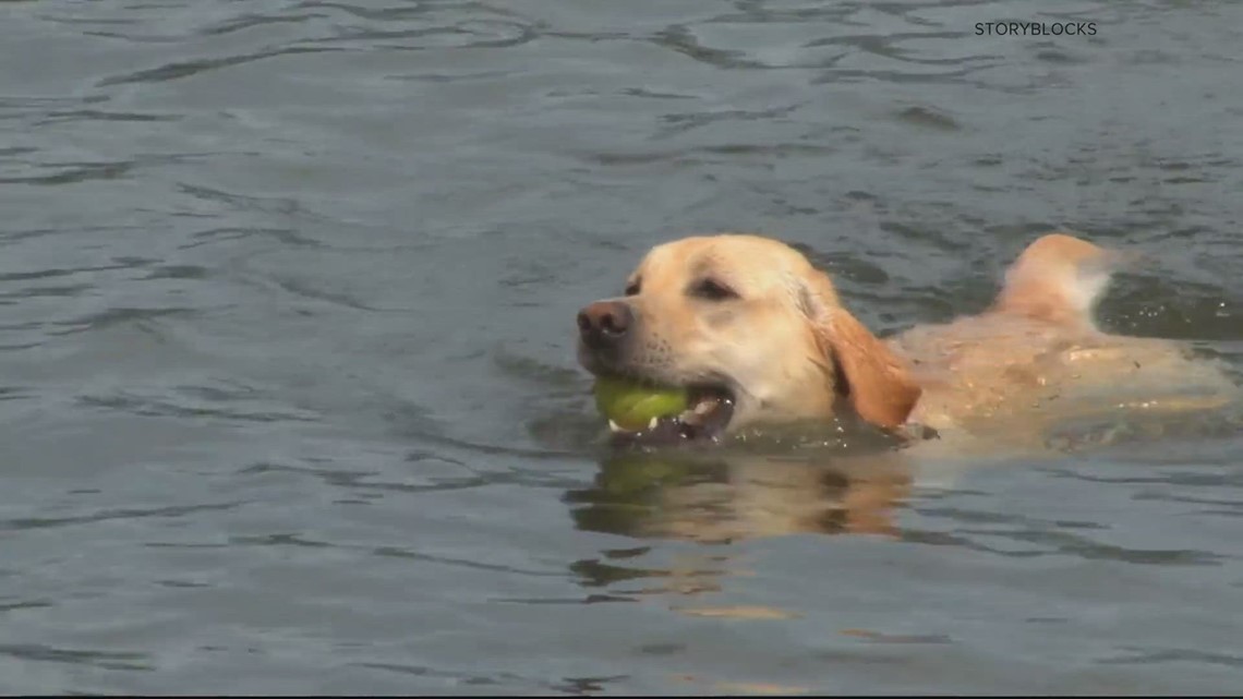 Safe swimming tips for dogs