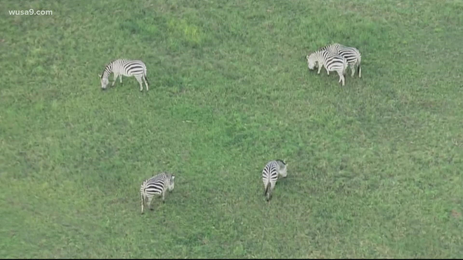 Two zebras missing since Aug. 22 from an Upper Marlboro farm have been caught. WUSA9 was first to report the news. The zebra owner faces animal cruelty charges.