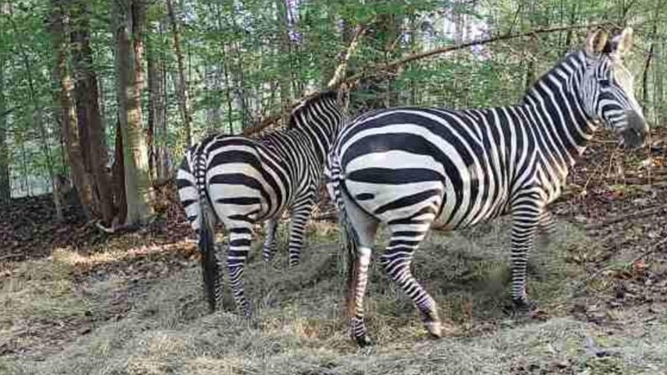 After months on the loose, 2 missing zebras captured in Maryland