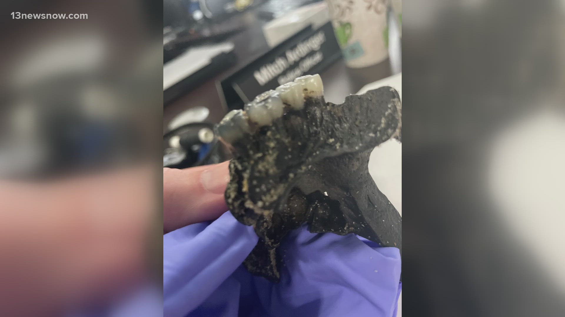 A trip to the beach on the Outer Banks turned up a human jaw!