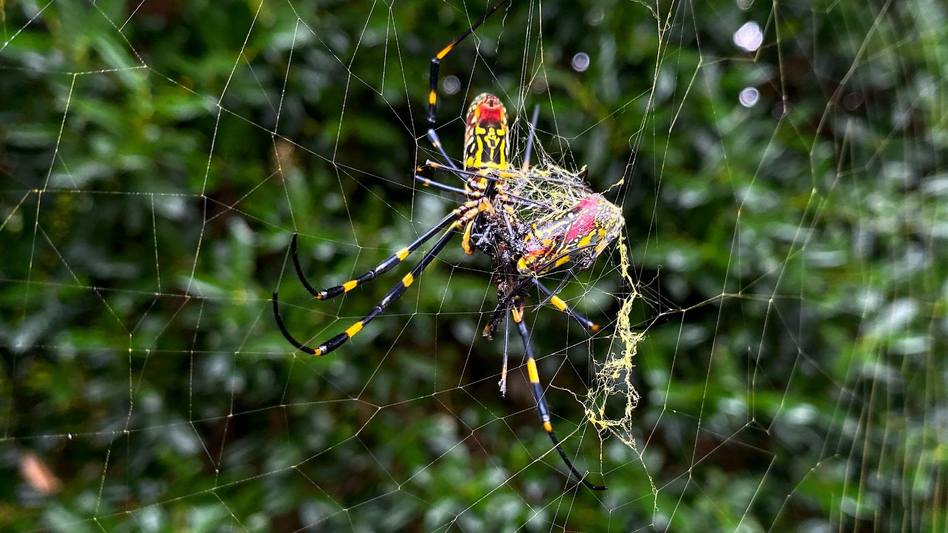 Are Parachuting Joro Spiders Venomous Could Spread On East Coast