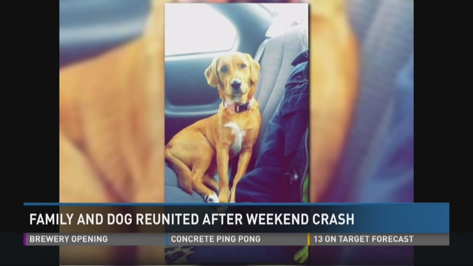 Family and dog reunited after crash