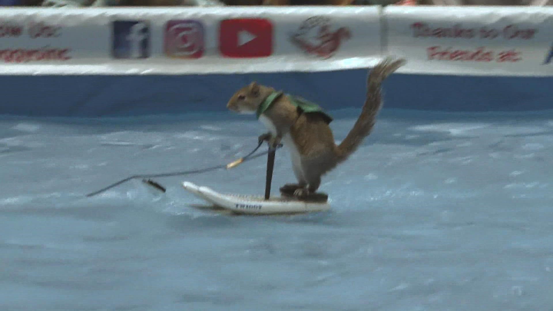 More than just a show, Twiggy is a national spokes-squirrel for boating and water safety, with a touching story behind his cause.