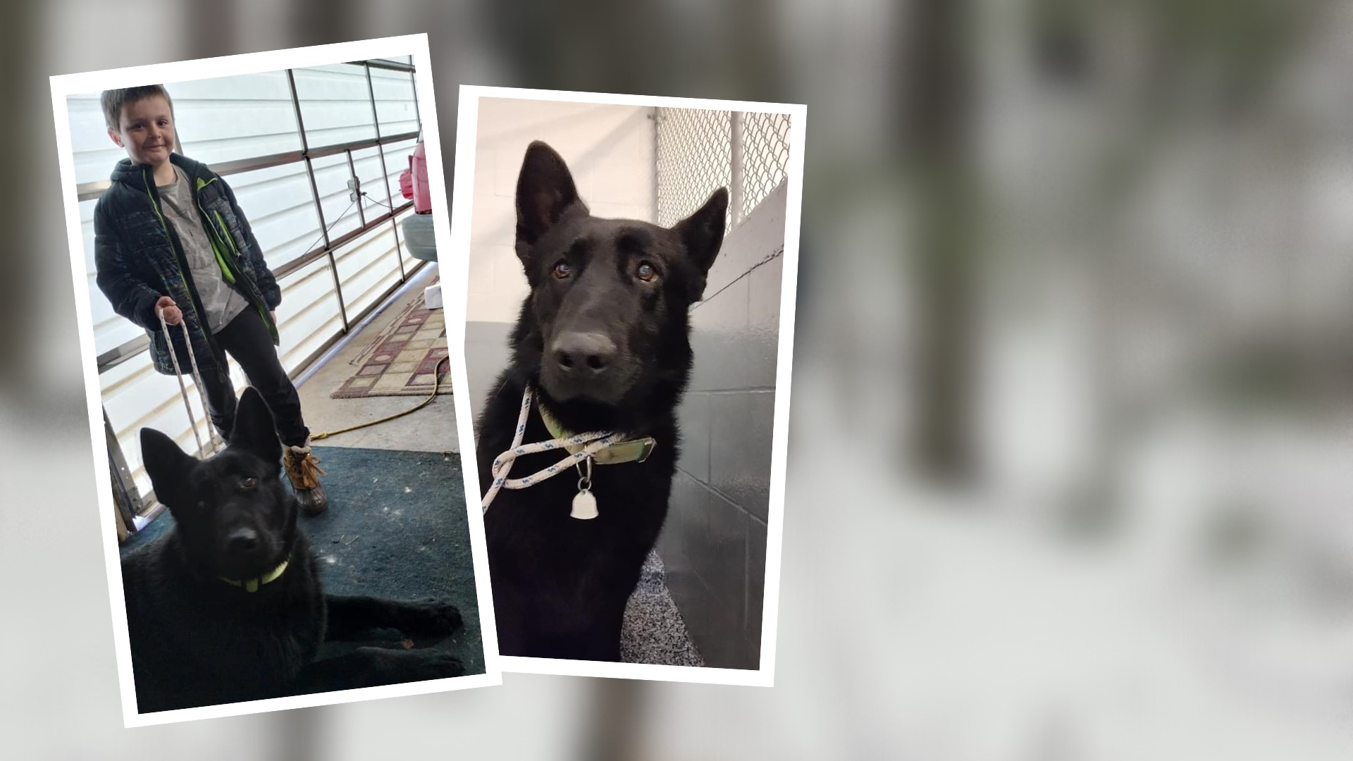 No one was able to catch a stray German Shepherd wandering around a small lakeshore town for months — until an unlikely hero came along.